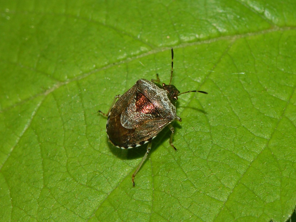 Un pentatomide bronzeo: Stagonomus venustissimus